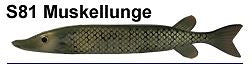 Bear Creek 10" Pike Spearing Decoy Muskellunge (Includes 1 Decoy) S81
